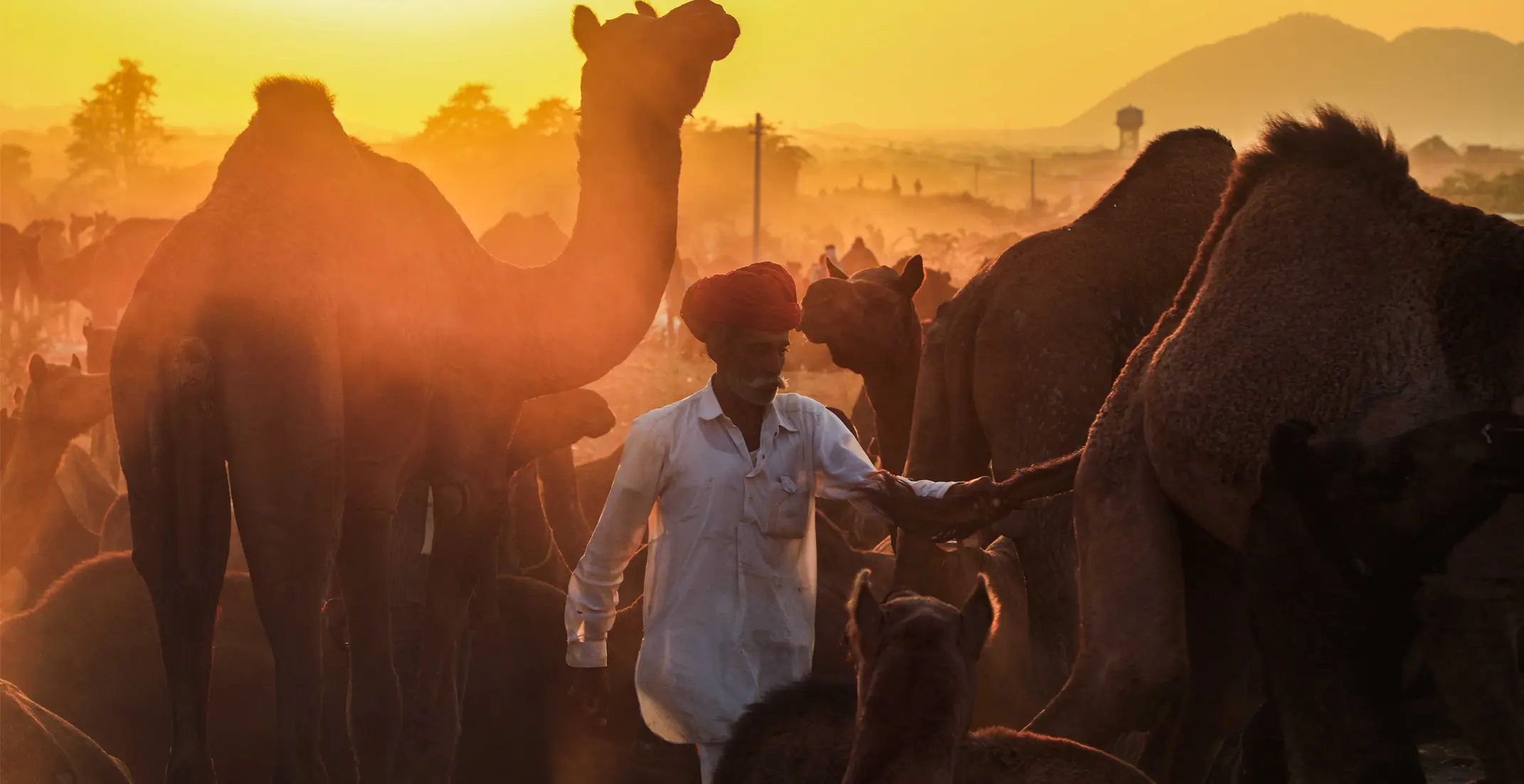 Contact Us | Pushkar Camel Fair